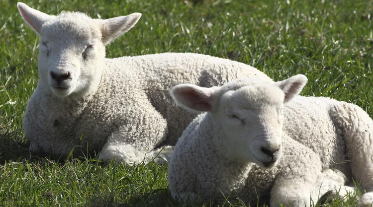 Agnello del Centro Italia