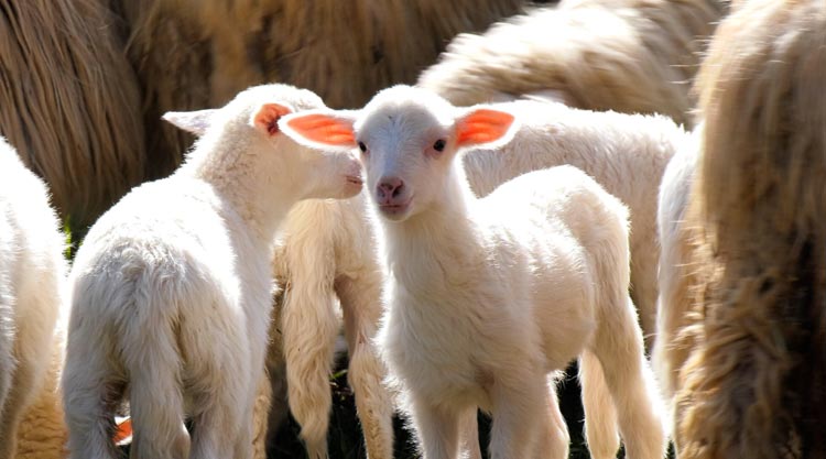 Agnello di Sardegna